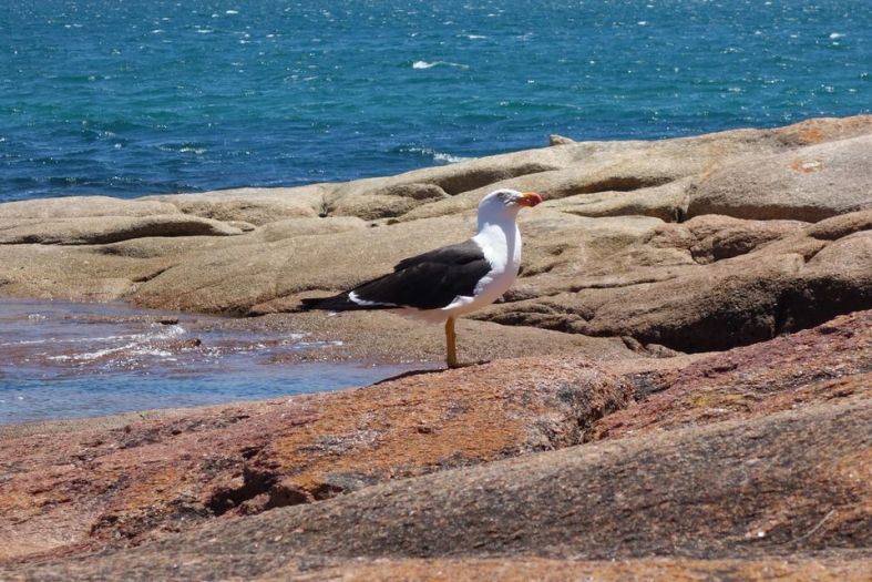 Albatross in Tasmania 2