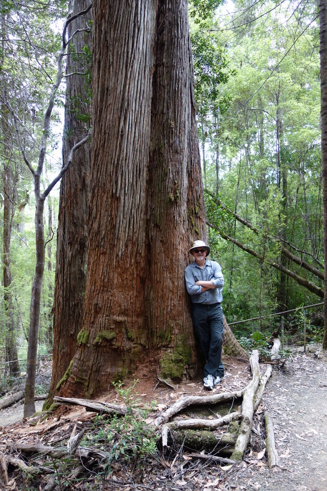 This tall eucalypt has thick fibrous bark which helps it survive mild bushfires. Its timber is used for many different purposes. 