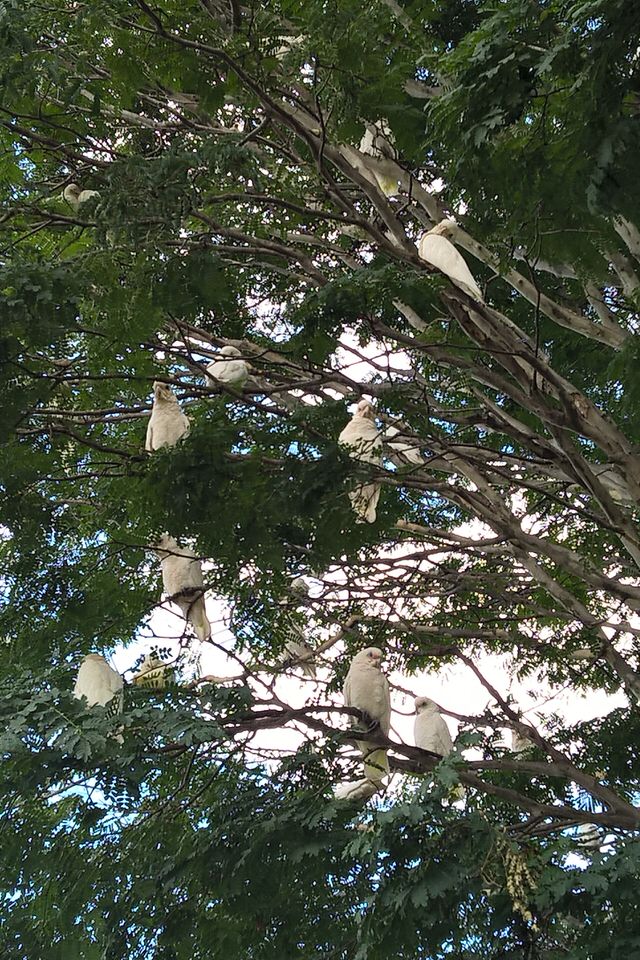 U of Q - Cockatoos in tree 3